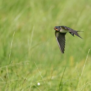 D50 6439 Rauchscgwalbe über hohem Gras IA 9 2017