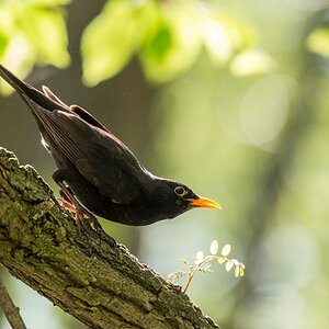 Amsel 1