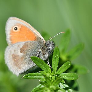 comp JEM 7245

 Kleines Wiesenvögelchen