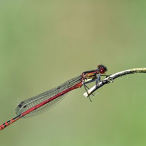comp JEM 7286

Adonislibelle
