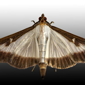 buchsbaumzeisler  1200