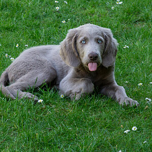 DSC9489 B ps w