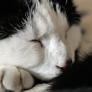 2013 04 20 5499 D 300S A