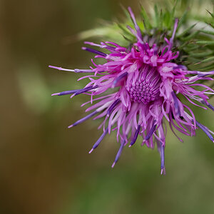 Distel P6240024