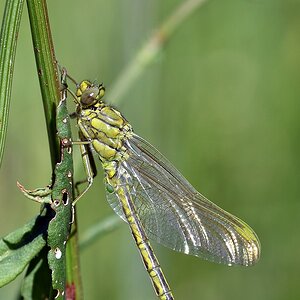 comp JEM 7541

Westliche Keiljungfer