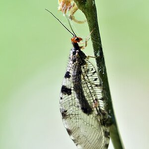 comp JEM 7456

Europäischer Bachhaft

ein Gütesiegel