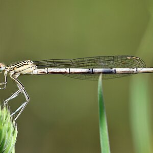 comp JEM 7742

Federlibelle