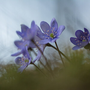 Hepatica nobilis