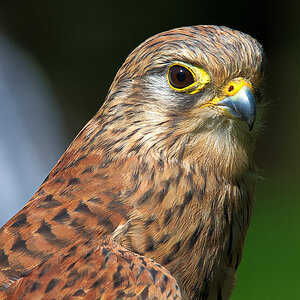Portrait mit Fliege