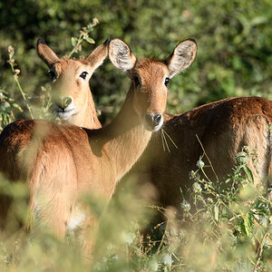 Botswana 2018 SPE 0114