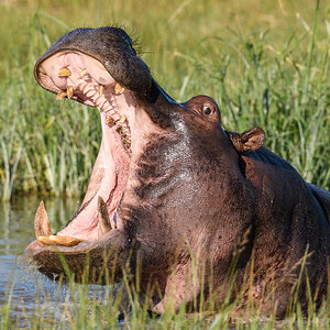 Botswana 2018 SPE 7232