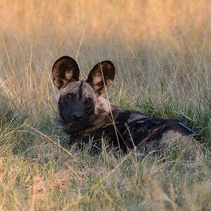 Botswana 2018 SPE 7393