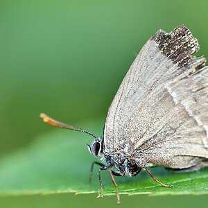comp JEM 2190

Blauer Eichen-Zipfelfalter Sonnenblumen aus Vogelfutter