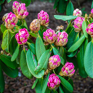 Rhododendron-Knospen Frühling