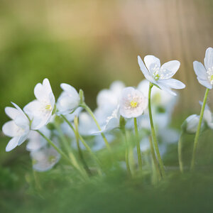 Hepatica nobilis