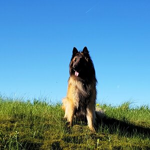 Auch hier Handy, aber das gleiche Problem mit diesen Aufnahmen wie immer. Wie bekomme ich bei unserem Hund die Maske raus? Das Auge nimmt es doch auch