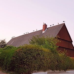 DAS kommt davon, wenn man diverse Male mit Kinderwunsch zur Kirche geht. Der schickt alles vorbei, was bringen könnte ;-)