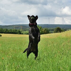 Hunde 02