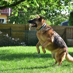 Hunde 03