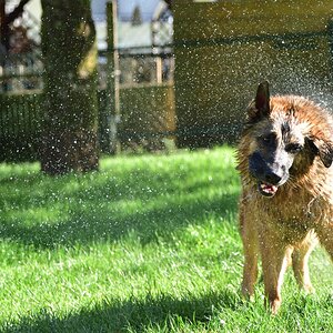 Hunde 04