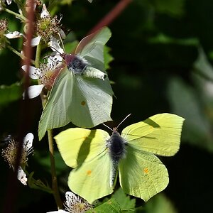 comp JEM 5272


Schmetterlinge im Bauch