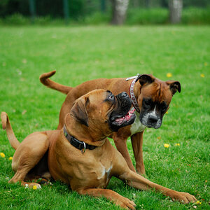 Lexx und Hanry