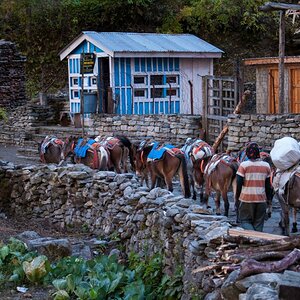 Nepal  (38)