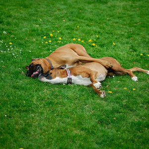 Lexx und Henry