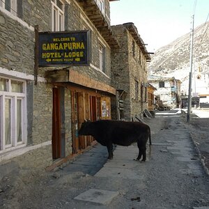 Nepal  (77)