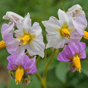 Kartoffelblüte