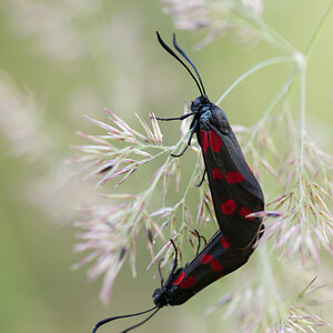 Sechsfleckwidderchen (Zygaena filipendulae)