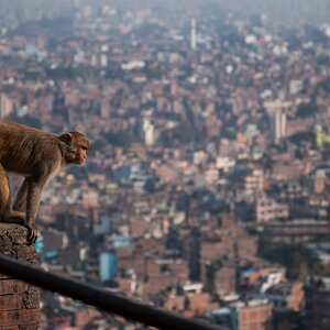 Nepal  (143)
