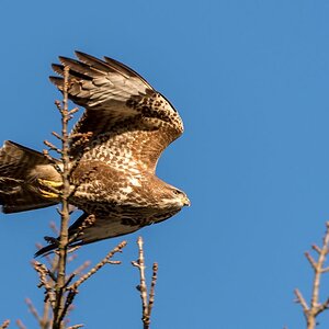 Bussard 2018