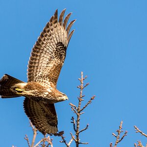 Bussard 2018 2