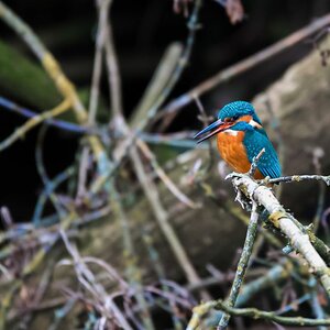 Eisvogel 3