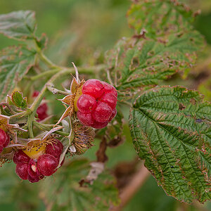 Himbeeren