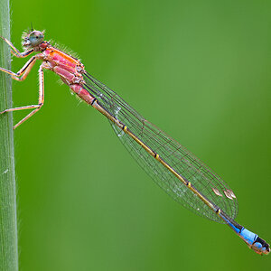 Libelle 1