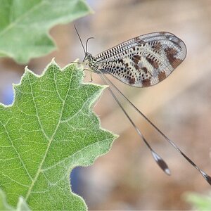 Fadenhaft (Nemoptera sinuata). Skoutari, Griechenland, Mai 2018.