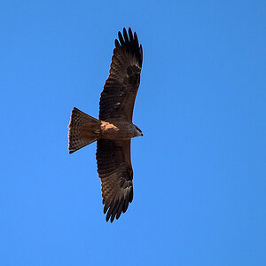 Seeadler 3