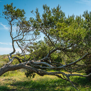 le Bosquet