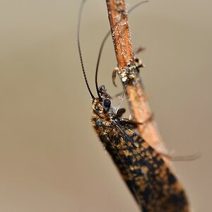 comp JEM 3756

Köcherfliege