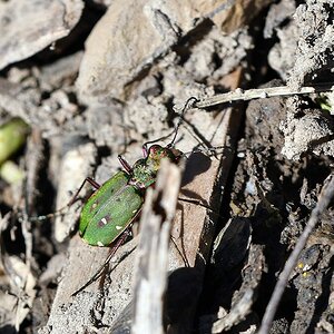 comp JEM 3766

Feld-Sandlaufkäfer Nr.für 2018