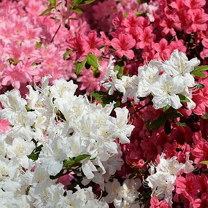 s180512 Bremen Rhododendron 1744