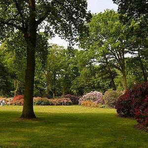 s180512 Bremen Rhododendron 1750