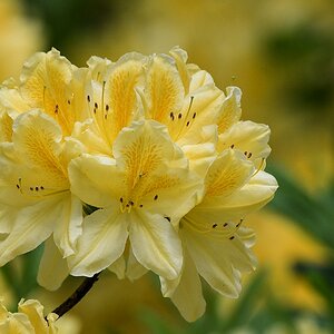 s180512 Bremen Rhododendron 4101