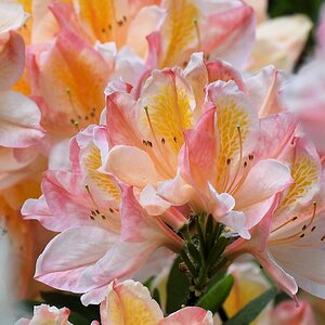 s180512 Bremen Rhododendron 4107
