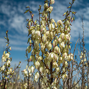 Yucca Palmlilie