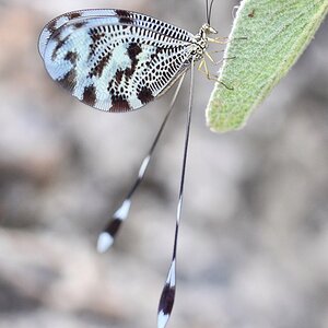Fadenhaft (Nemoptera sinuata), Skoutari, Griechenland, Mai 2018