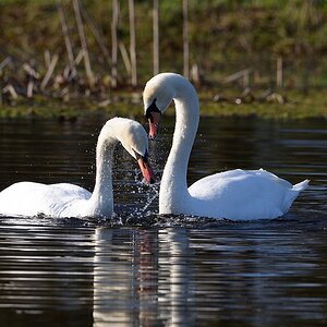 DSC 2556