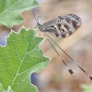 Fadenhaft (Nemoptera sinuata), Skoutari, Griechenland, Mai 2018